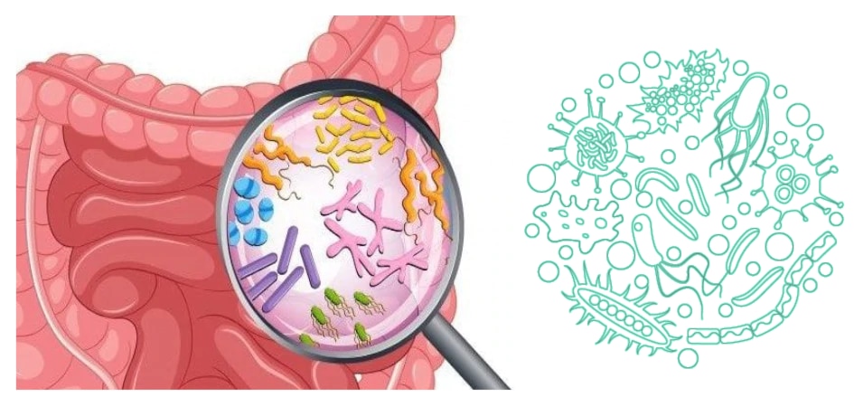 Crijevni mikrobiom i obnova