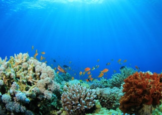 Eau Thermale Avène pomaže u obnovi koraljnih grebena