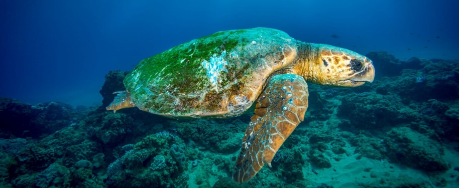 Join Eau Thermale Avène & Save The Turtles This Summer